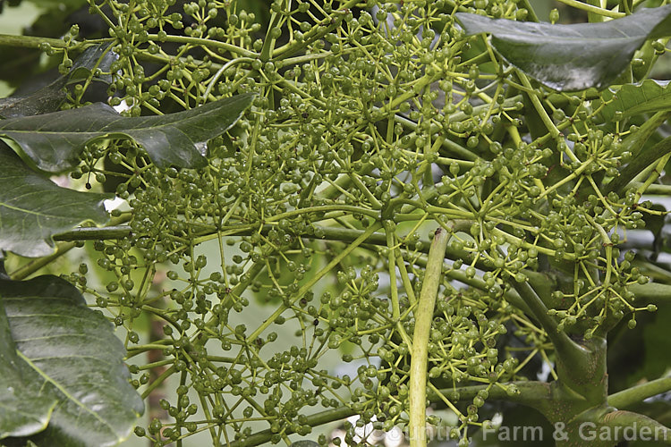 The flower spray of the Threadleaf. False Aralia (<i>Schefflera veitchii [syn. Dizygotheca veitchii]), a popular house-plant. It is a native of New Caledonia and develops into a tree up to 12m tall schefflera-2489htm'>Schefflera. Order: Apiales, Family: Araliaceae