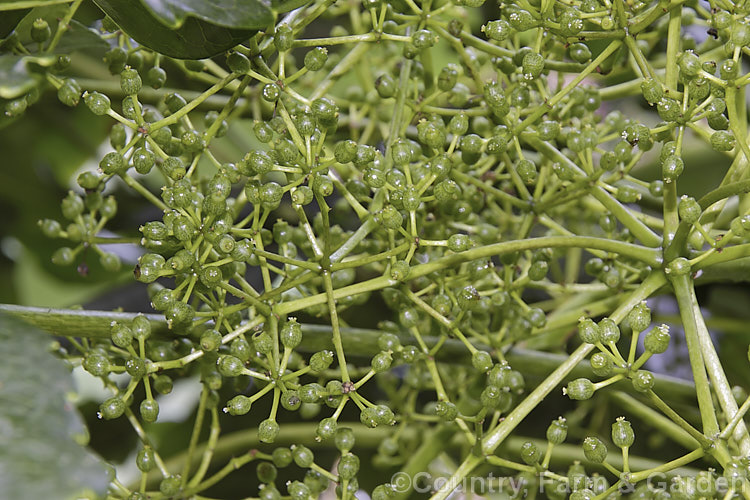 The flower spray of the Threadleaf. False Aralia (<i>Schefflera veitchii [syn. Dizygotheca veitchii]), a popular house-plant. It is a native of New Caledonia and develops into a tree up to 12m tall schefflera-2489htm'>Schefflera. Order: Apiales, Family: Araliaceae