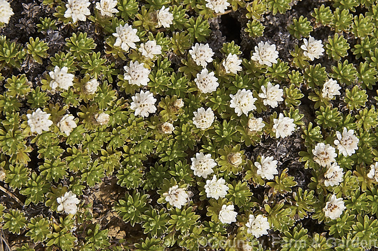 Open. Mat. Daisy (<i>Raoulia glabra</i>), a carpeting, summer-flowering perennial or subshrub found in lowland and subalpine areas to around 1300m throughout New Zealand from Taupo southwards
