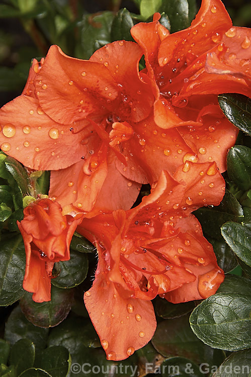 Rhododendron (evergreen azalea</i>) 'Fire Tower', an Australian-raised Belgian Indica hybrid that grows to around 60cm high x 1m wide