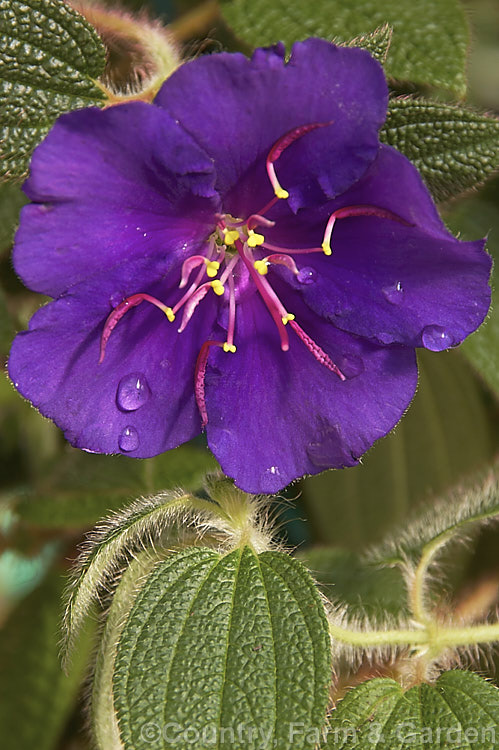 Tibouchina 'Jules', a tender evergreen shrub with flowers and leaves smaller than most in its genus. It flowers from late summer and grows to only about 1m tall, rather like a miniature version of Tibouchina urvilleana. Order: Myrtales, Family: Melastomataceae