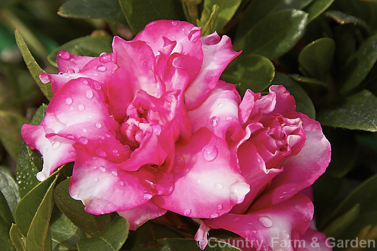 Rhododendron (evergreen azalea</i>) 'Cha. Cha', a Mossholder-Bristow hybrid with fancy semi-double flowers up to 8cm wide. The Mossholder-Bristow hybrids were developed in California in the late 1950s from Belgian Indica and Rutherford hybrids