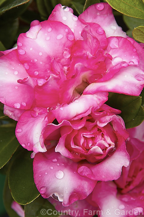 Rhododendron (evergreen azalea</i>) 'Cha. Cha', a Mossholder-Bristow hybrid with fancy semi-double flowers up to 8cm wide. The Mossholder-Bristow hybrids were developed in California in the late 1950s from Belgian Indica and Rutherford hybrids