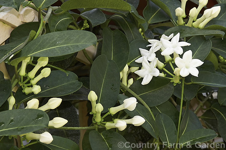 Madagascar. Jasmine or Bridal. Wreath (<i>Stephanotis floribunda</i>), a summer-flowering evergreen climber native to Madagascar. Its leathery leaves are up to 15cm long and the waxy flowers are strongly scented. The fragrance is used in perfumes and it is also a popular cut flower, especially for use at weddings. Order: Gentianales, Family: Apocynaceae