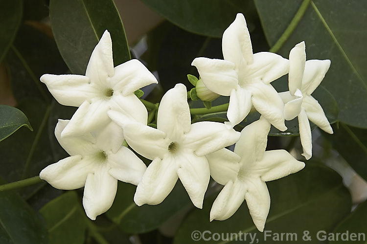 Madagascar. Jasmine or Bridal. Wreath (<i>Stephanotis floribunda</i>), a summer-flowering evergreen climber native to Madagascar. Its leathery leaves are up to 15cm long and the waxy flowers are strongly scented. The fragrance is used in perfumes and it is also a popular cut flower, especially for use at weddings. Order: Gentianales, Family: Apocynaceae