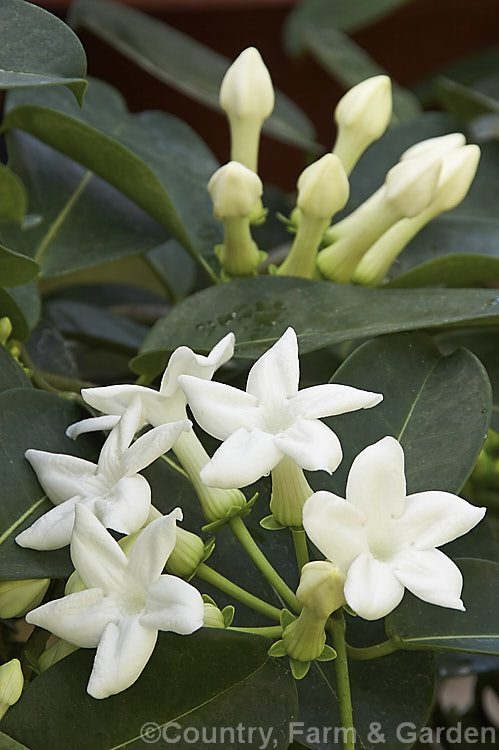 Madagascar. Jasmine or Bridal. Wreath (<i>Stephanotis floribunda</i>), a summer-flowering evergreen climber native to Madagascar. Its leathery leaves are up to 15cm long and the waxy flowers are strongly scented. The fragrance is used in perfumes and it is also a popular cut flower, especially for use at weddings. Order: Gentianales, Family: Apocynaceae
