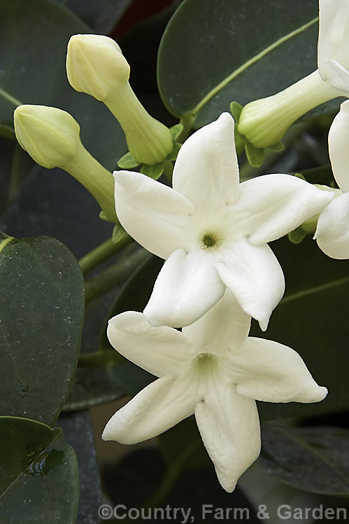 Madagascar. Jasmine or Bridal. Wreath (<i>Stephanotis floribunda</i>), a summer-flowering evergreen climber native to Madagascar. Its leathery leaves are up to 15cm long and the waxy flowers are strongly scented. The fragrance is used in perfumes and it is also a popular cut flower, especially for use at weddings. Order: Gentianales, Family: Apocynaceae