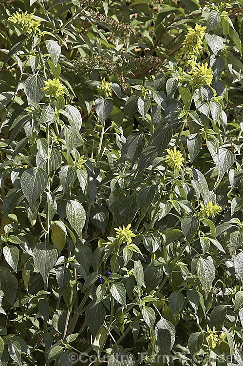 Mexican Sage (<i>Salvia mexicana</i>), an autumn- to early winter-flowering, near-evergreen, shrubby Mexican perennial that can grow to 4m tall Its dark blue to purple flowers are often largely hidden by the lime green bracts that subtend them. Order: Lamiales, Family: Lamiaceae