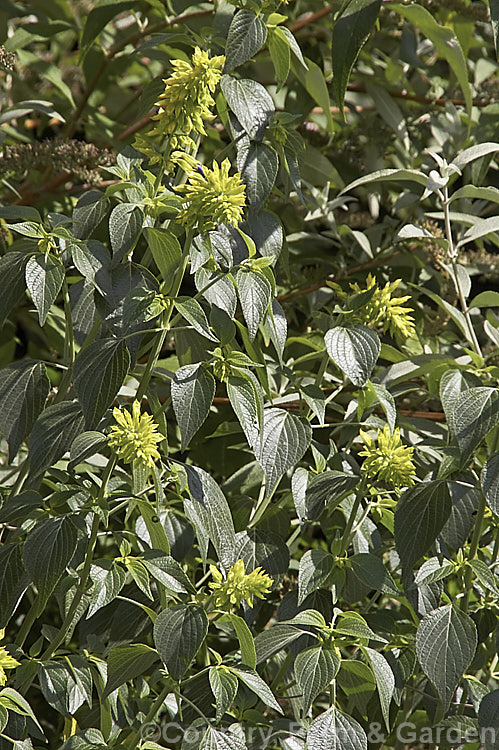 Mexican Sage (<i>Salvia mexicana</i>), an autumn- to early winter-flowering, near-evergreen, shrubby Mexican perennial that can grow to 4m tall Its dark blue to purple flowers are often largely hidden by the lime green bracts that subtend them. Order: Lamiales, Family: Lamiaceae