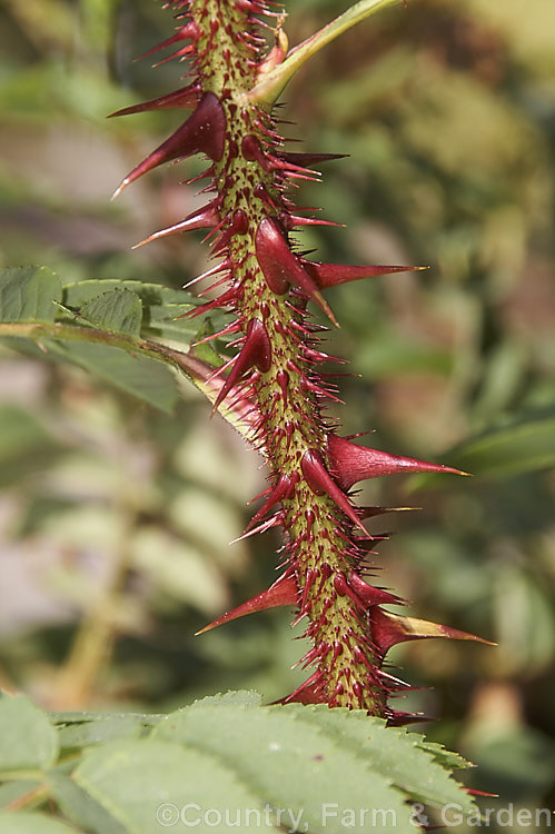 The very spiny and thorny stems of Rosa pimpinellifolia var. spinosissima clearly showing how it comes by its name. This is a variety of the Scotch Rose or Burnet. Rose, a suckering, thicket forming species found over much of Eurasia. Order: Rosales, Family: Rosaceae
