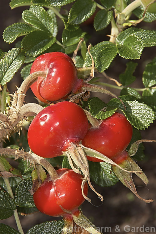 The hips or haws of the Japanese Rose (<i>Rosa rugosa</i>). Found naturally in eastern Russia, Korea, Japan and China, this dense, bushy rose has deep pink, single flowers and lush, dark green foliage, and is the main parent of the Rugosa hybrids. Order: Rosales, Family: Rosaceae