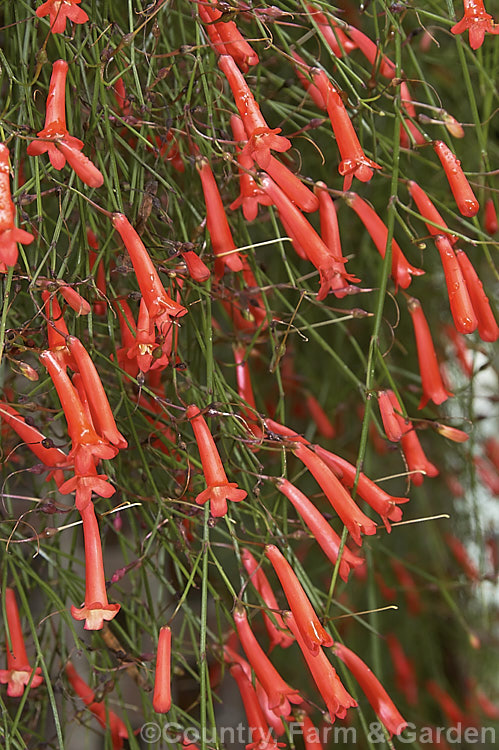 Coral Plant, Fountain Plant or Firecracker Plant (<i>Russelia equisetiformis</i>), a summer- to autumn-flowering. Mexican shrub with leafless, horsetail-like stems. It grows to around 15m high with a rather weeping habit that is often accentuated by the weight of the flowers. russelia-3270htm'>Russelia. <a href='plantaginaceae-plant-family-photoshtml'>Plantaginaceae</a>.