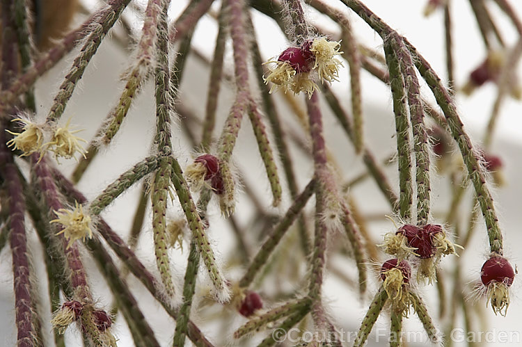 Rhipsalis pilocarpa, a small, narrow-stemmed, epiphytic cactus native to southeastern Brazil. Its bright red fruits mature quickly, colouring even while the small cream flowers are open