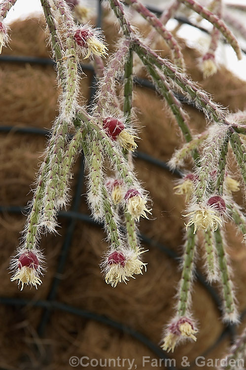 Rhipsalis pilocarpa, a small, narrow-stemmed, epiphytic cactus native to southeastern Brazil. Its bright red fruits mature quickly, colouring even while the small cream flowers are open