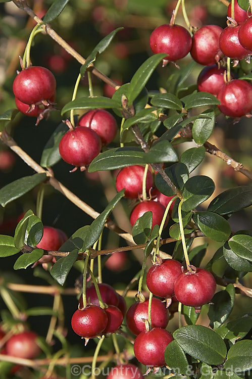 Chilean. Guava or Chilean. Cranberry (<i>Ugni molinae [syn. Myrtus ugni]), an evergreen shrub native to temperate. South America. The creamy pink flowers borne is spring and early summer are followed by edible dark red fruit that is strongly aromatic when ripe. It is sometimes marketed as New Zealand Cranberry. ugni-2749htm'>Ugni. .