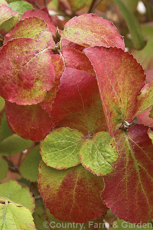 The autumn foliage of Viburnum carlesii 'Aurora', a compact cultivar of a deciduous shrub native to Korea and Japan. It has especially strongly scented spring flowers and bronze-tinted young foliage. viburnum-2081htm'>Viburnum.. viburnum-2081htm'>Viburnum. <a href='adoxaceae-plant-family-photoshtml'>Adoxaceae</a>.
