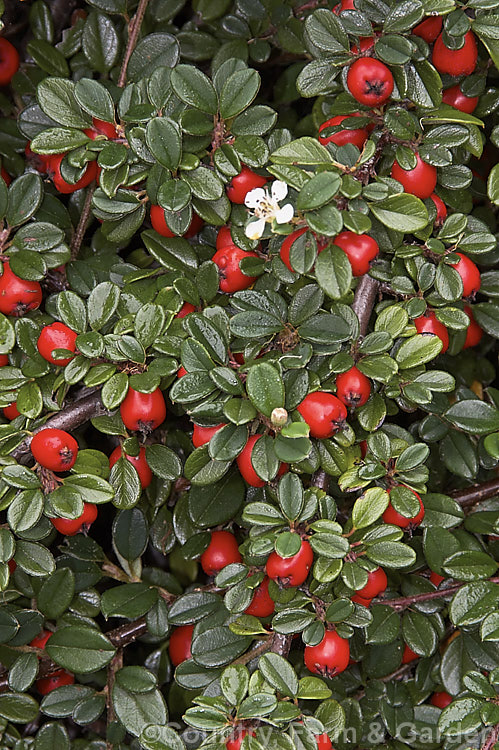 Cotoneaster dammeri var. radicans (syn. Cotoneaster radicans</i>), a prostrate or mounding evergreen, spring- to summer-flowering shrub native to China. The fruit, which is usually a deep red and may be glossy or dull, ripens from late summer. The plant can be up to 3m wide.
