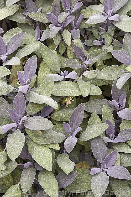 Salvia officinalis 'Purpurascens', a purple-red-leafed foliage cultivar of Common Sage, an evergreen woody-stemmed perennial of shrub native to the Mediterranean area. Its foliage has long been used in cooking and it also has some herbal medicinal uses. Order: Lamiales, Family: Lamiaceae
