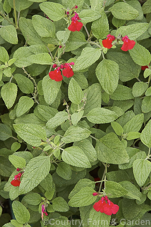 Salvia microphylla var. neurepia, a near-evergreen shrubby herb native to Mexico. Flowering throughout the warmer months, var. neurepia is taller and has larger flower spikes than the species. Order: Lamiales, Family: Lamiaceae