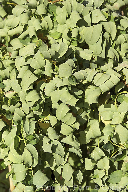 Robinia pseudoacacia 'Lace Lady' (syn 'Twisty. Baby'), a compact cultivar of the Black or Yellow Locust or False Acacia that has twisted foliage that usually displays more of the blue-green underside of the leaf than the bright green upper surface. The stems are sharply angled at the nodes and can be a feature in winter when the foliage has dropped 'Lace Lady' is usually grafted to form a slightly weeping ball-headed standard. robinia-2218htm'>Robinia.
