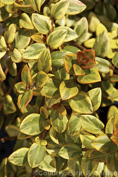 The foliage of Ugni molinae 'Sungold', a boldly variegated cultivar of theChilean. Guava or Chilean. Cranberry (syn. Myrtus ugni</i>), an evergreen shrub native to temperate. South America. Creamy pink flowers borne appear spring and early summer and are followed by edible dark red fruit that is strongly aromatic when ripe. ugni-2749htm'>Ugni. .