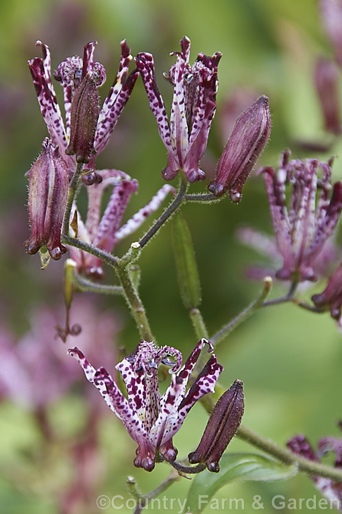 Tricyrtis formosana, a Toad. Lily native to Taiwan. Toad lilies are sprawling autumn-flowering perennials native to temperate. East Asia. Tricyrtis formosana can reach 12m high and up to 2m wide and its somewhat downy foliage remains deep green further into autumn than that of most species. tricyrtis-2303htm'>Tricyrtis. <a href='liliaceae-plant-family-photoshtml'>Liliaceae</a>.