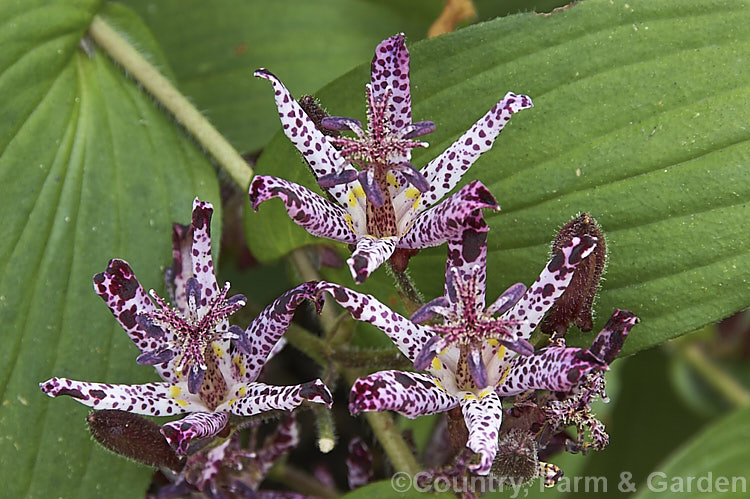 Tricyrtis formosana, a Toad. Lily native to Taiwan. Toad lilies are sprawling autumn-flowering perennials native to temperate. East Asia. Tricyrtis formosana can reach 12m high and up to 2m wide and its somewhat downy foliage remains deep green further into autumn than that of most species. tricyrtis-2303htm'>Tricyrtis. <a href='liliaceae-plant-family-photoshtml'>Liliaceae</a>.