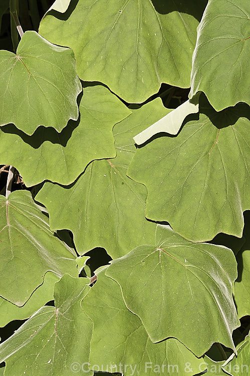 The foliage of Roldana petasites (syn. Senecio petasitis</i>), a large evergreen perennial or shrub daisy found from Mexico to Nicaragua. It flowers for much of the year, has attractive, large, velvety leaves and can grow to over 3m high and wide. roldana-2724htm'>Roldana.