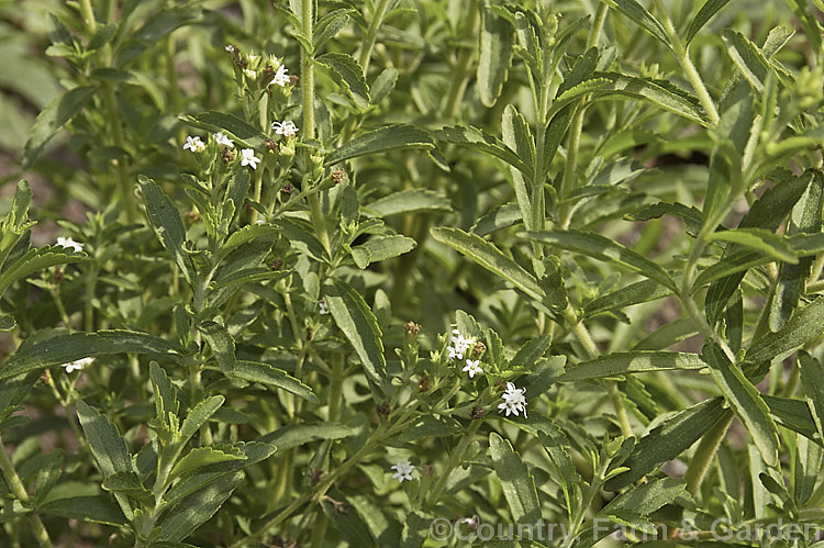 Sweetleaf or Sugarleaf (<i>Stevia rebaudiana</i>), a clumping, 50cm tall annual native to Paraguay. Its stems and foliage are very rich is sugars and can produce an extract with 300 times the sweetness of cane sugar. Stevia sugar has little effect on blood glucose and is often used as a sweetener in products for diabetics. Order: Asterales, Family: Asteraceae