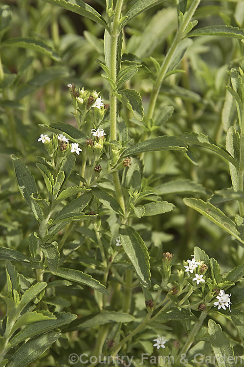 Sweetleaf or Sugarleaf (<i>Stevia rebaudiana</i>), a clumping, 50cm tall annual native to Paraguay. Its stems and foliage are very rich is sugars and can produce an extract with 300 times the sweetness of cane sugar. Stevia sugar has little effect on blood glucose and is often used as a sweetener in products for diabetics. Order: Asterales, Family: Asteraceae