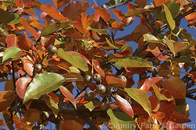 Pyrus calleryana 'Aristocrat', a strongly upright cultivar of the Callery Pear, a deciduous tree native to China 'Aristocrat' grows to around 13m tall, has masses of white flowers in spring, bright red autumn foliage (as shown here</i>) and unlike the species its branches are thornless. The fruit may be red-tinted, though this is sometimes masked by the russet overtones 'Aristocrat' is a popular street tree. Order: Rosales, Family: Rosaceae