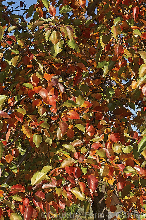 Pyrus calleryana 'Aristocrat', a strongly upright cultivar of the Callery Pear, a deciduous tree native to China 'Aristocrat' grows to around 13m tall, has masses of white flowers in spring, bright red autumn foliage (as shown here</i>) and unlike the species its branches are thornless. The fruit may be red-tinted, though this is sometimes masked by the russet overtones 'Aristocrat' is a popular street tree. Order: Rosales, Family: Rosaceae