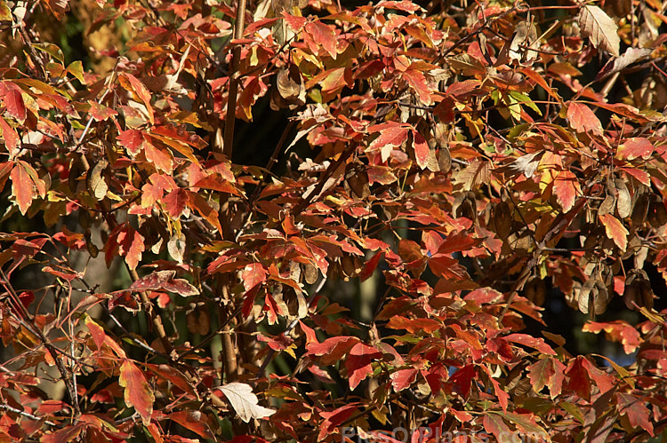 The autumn foliage of the Paperbark Maple (<i>Acer griseum</i>), a 6-12m tall tree from central China. Its foliage does not always colour reliably in autumn but usually develops splashes of purple-red. Order Sapindales, Family: Sapindaceae