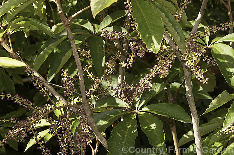 Pate or Patete (<i>Schefflera digitata</i>), an evergreen shrub or small tree up to 8m tall It occurs in forest areas of all the main islands of New Zealand, preferring a near-frost-free climate. Its sprays of small green flowers are followed by the purple-pink-tinted fruits shown here. schefflera-2489htm'>Schefflera. Order: Apiales, Family: Araliaceae