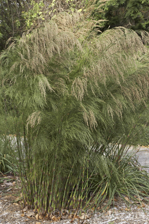 Restio paniculatus (syn. Calopsis paniculata</i>), a water-loving rush-like plant native found in water-logged soils and stream-sides from the south-western Cape to KwaZulu-Natal in South Africa. It grows to around 3m tall and is a member of the Cape. Reed family (<i>Restionaceae</i>). Male and female flowers occur on separate plants