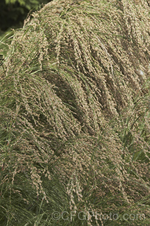 Flowerheads of Restio paniculatus (syn. Calopsis paniculata</i>), a water-loving rush-like plant native found in water-logged soils and stream-sides from the south-western Cape to KwaZulu-Natal in South Africa. It grows to around 3m tall and is a member of the Cape. Reed family (<i>Restionaceae</i>). Male and female flowers occur on separate plants