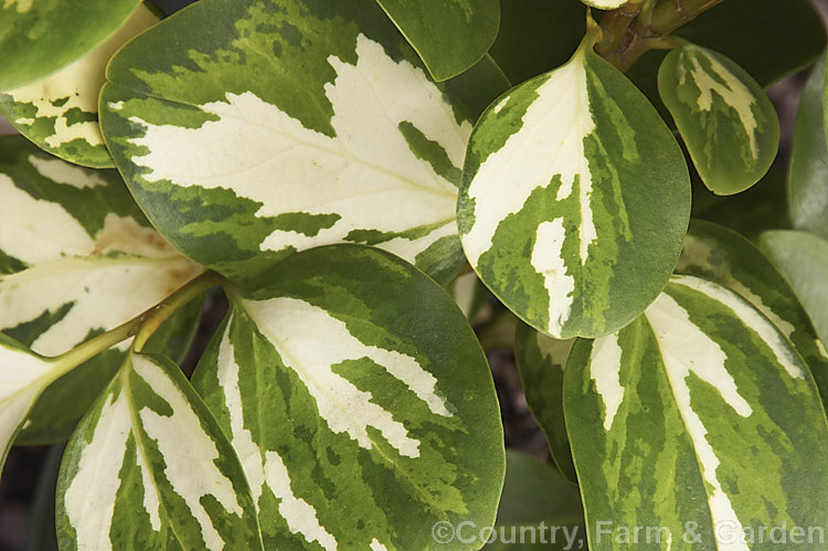 The foliage of Griselinia littoralis 'Dixon's Cream', one of the most boldly marked of the variegated cultivars of this evergreen shrub or small tree native to New Zealand Often an epiphyte in the wild, it is cultivated for its large, tough, leathery leaves and can be used for hedging 'Dixon's Cream' originated not in New Zealand but on the ChannelIsland of Jersey. griselinia-2290htm'>Griselinia. <a href='griseliniaceae-plant-family-photoshtml'>Griseliniaceae</a>.