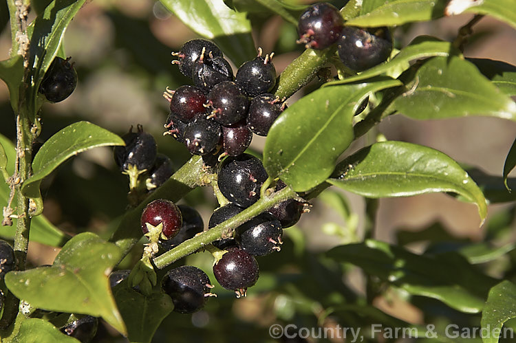 Sarcococca saligna, a stoloniferous, winter-flowering evergreen shrub that grows to around 12m tall. The purple to black fruits follow the sprays of small, fragrant, creamy white flowers that open from late winter. It is native to the western Himalayan region. sarcococca-2486htm'>Sarcococca. <a href='buxaceae-plant-family-photoshtml'>Buxaceae</a>.