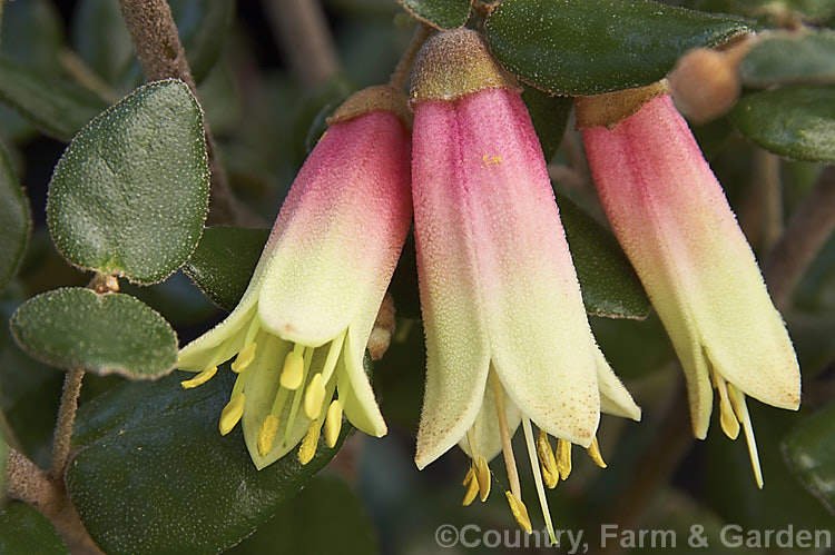 Correa 'Marian's Marvel' (syn 'Marion's Marvel'), a long-flowering hybrid between Correa reflexa and Correa backhousiana, both evergreen shrubs from southeastern Australia. This naturally occurring hybrid was first registered in 1980, flowers though much of the year and has deep green, slightly glossy foliage. It can grow to as much as 2m tall x 3m wide, though it is usually considerably smaller. correa-2823htm'>Correa.
