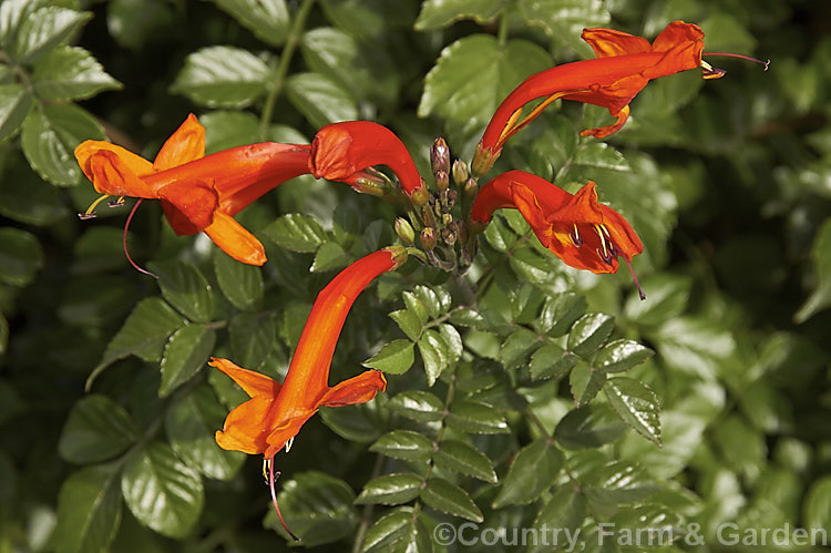 Cape. Honeysuckle (<i>Tecoma capensis [syn. Tecomaria capensis]), an evergreen shrub or semi-climber that is often used for hedging. It occurs naturally across much of southern Africa and flowers intermittently throughout the year. Orange is the typical flower colour but cultivars occur in a range of shades from yellow through pink to deep red. tecoma-3352htm'>Tecoma. <a href='bignoniaceae-plant-family-photoshtml'>Bignoniaceae</a>.