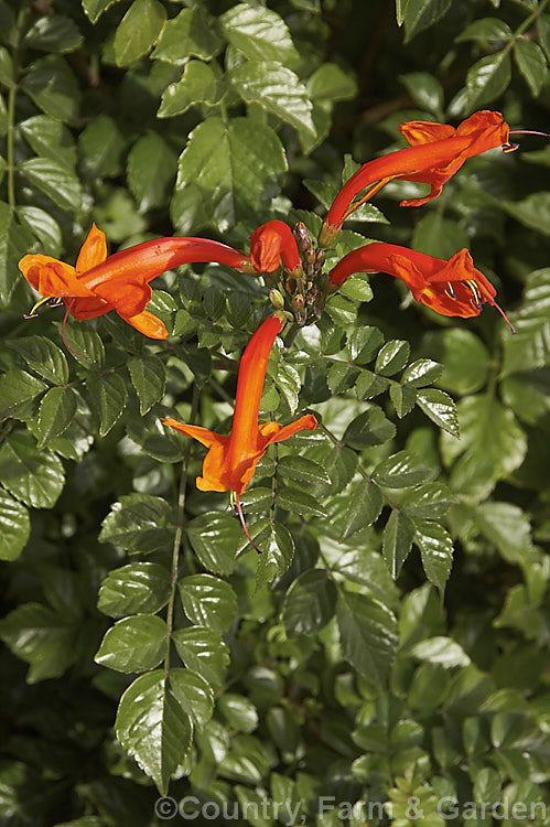 Cape. Honeysuckle (<i>Tecoma capensis [syn. Tecomaria capensis]), an evergreen shrub or semi-climber that is often used for hedging. It occurs naturally across much of southern Africa and flowers intermittently throughout the year. Orange is the typical flower colour but cultivars occur in a range of shades from yellow through pink to deep red. tecoma-3352htm'>Tecoma. <a href='bignoniaceae-plant-family-photoshtml'>Bignoniaceae</a>.
