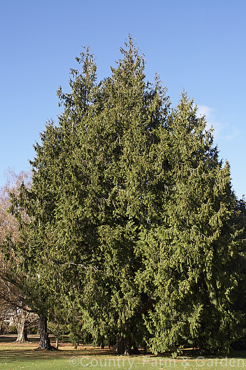 Western Red Cedar (<i>Thuja plicata</i>), native to western North America, this conifer grows to as much as 70m tall and is an important timber tree, yielding soft, easily worked wood that is nevertheless weather-resistant. Order: Pinales, Family: Cupressaceae