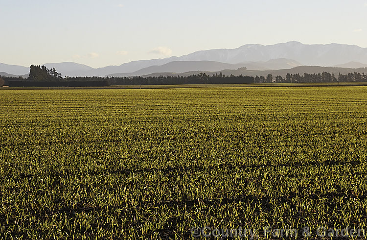 A field of winter wheat (<i>Triticum aestivum [syn. Triticum sativum])in the late sun of a winter's afternoon. Winter wheat is sown in autumn, is largely dormant during the coldest month and starts to grow quickly in late winter. The main difference between winter and summer wheat is that winter wheat needs a period of cold before flowering, while summer wheat can be sown in spring to mature entirely during the warmer months. triticum-2291htm'>Triticum. .