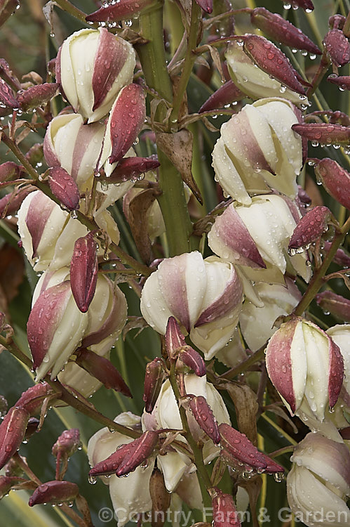 Flowerhead of the Variegated Spanish Dagger, Roman Candle or Palm. Lily (<i>Yucca gloriosa 'Variegata'), a cream-edged variegated cultivar of a 25m high shrubby perennial native to the southeast USA