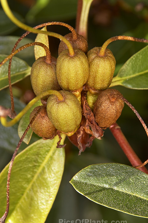 <i>Rhododendron maddenii</i> subsp. <i>maddenii</i> (syn. <i>Rhododendron polyandrum</i>), a Himalayan subspecies of a fragrant flowered, 2m tall, evergreen shrub found from northern India through southern China and Burma to Vietnam. Order: Ericales, Family: Ericaceae