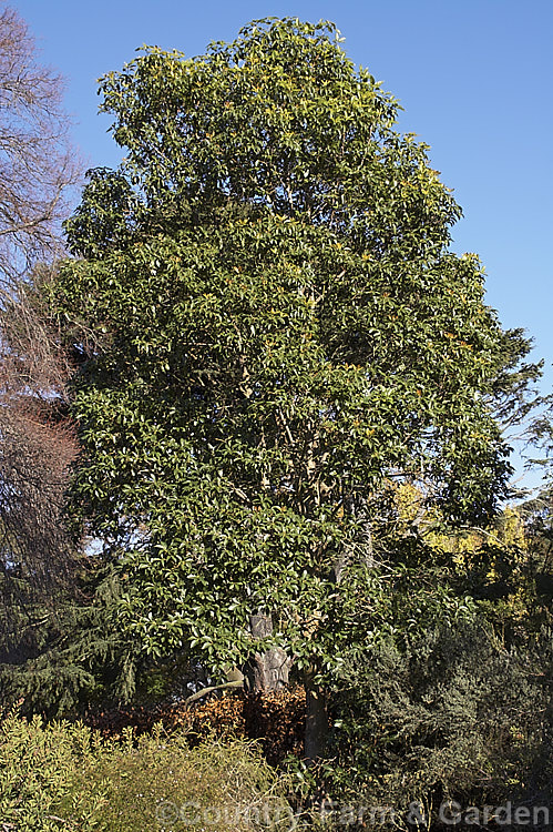 Brush Box, Queensland. Box or Brisbane. Box (<i>Lophostemon confertus [syn. Tristania conferta]), a large-leaved evergreen tree native to coastal. New South Wales and Queensland, Australia. It grows to around 35m tall, has milky sap and in spring and early summer produces heads of white flowers with whorls of stamens. Eucalyptus-like but uncapped seed pods follow. The pinkish-brown young bark is attractive as is the red-tinted new foliage. lophostemon-2515htm'>Lophostemon. .