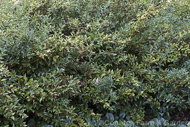 Sweet Box (<i>Sarcococca ruscifolia</i>), a spreading, suckering evergreen shrub native to western China and Tibet. The small white flowers open from midwinter; they are sweetly scented and followed by long-lasting red drupes. It is valued as a garden plant for its ability to tolerate dry shade. sarcococca-2486htm'>Sarcococca. <a href='buxaceae-plant-family-photoshtml'>Buxaceae</a>.