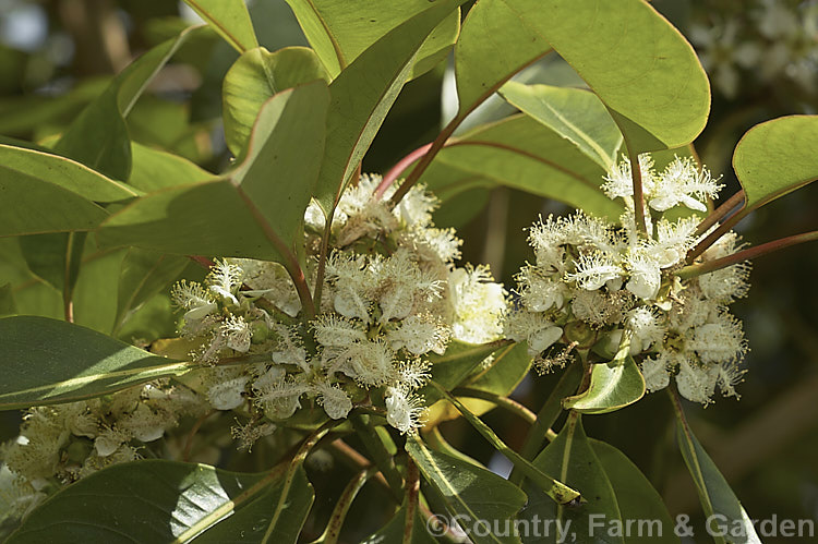 Flowers of the Brush Box, Queensland. Box or Brisbane. Box (<i>Lophostemon confertus [syn. Tristania conferta]), a large-leaved evergreen tree native to coastal. New South Wales and Queensland, Australia. It grows to around 35m tall, has milky sap and in spring and early summer produces heads of white flowers with whorls of stamens. Eucalyptus-like but uncapped seed pods follow. The pinkish-brown young bark is attractive as is the red-tinted new foliage. lophostemon-2515htm'>Lophostemon. .
