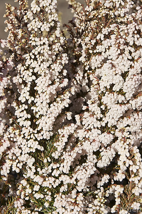 Erica melanthera 'Surprise', a very pale pink-flowered (almost white</i>) cultivar of a South African, evergreen, heavy-flowering shrub that blooms in winter and early spring. Wild forms grow to over 1m tall, but garden cultivars are 30-60cm high. erica-2109htm'>Erica. Order: Ericales, Family: Ericaceae