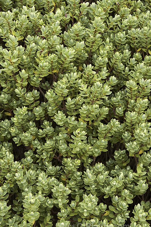 <i>Veronica topiaria</i> (syn. <i>Hebe topiaria</i>), an evergreen 70cm-1.2m tall shrub found in New Zealand from Nelson to North Canterbury in the South Island It has grey-green foliage and small heads of white flowers, mainly in summer. As the name topiaria suggests, it forms a dense hummock of foliage like a natural topiary and is sometimes used for hedging. Order: Lamiales, Family: Plantaginaceae